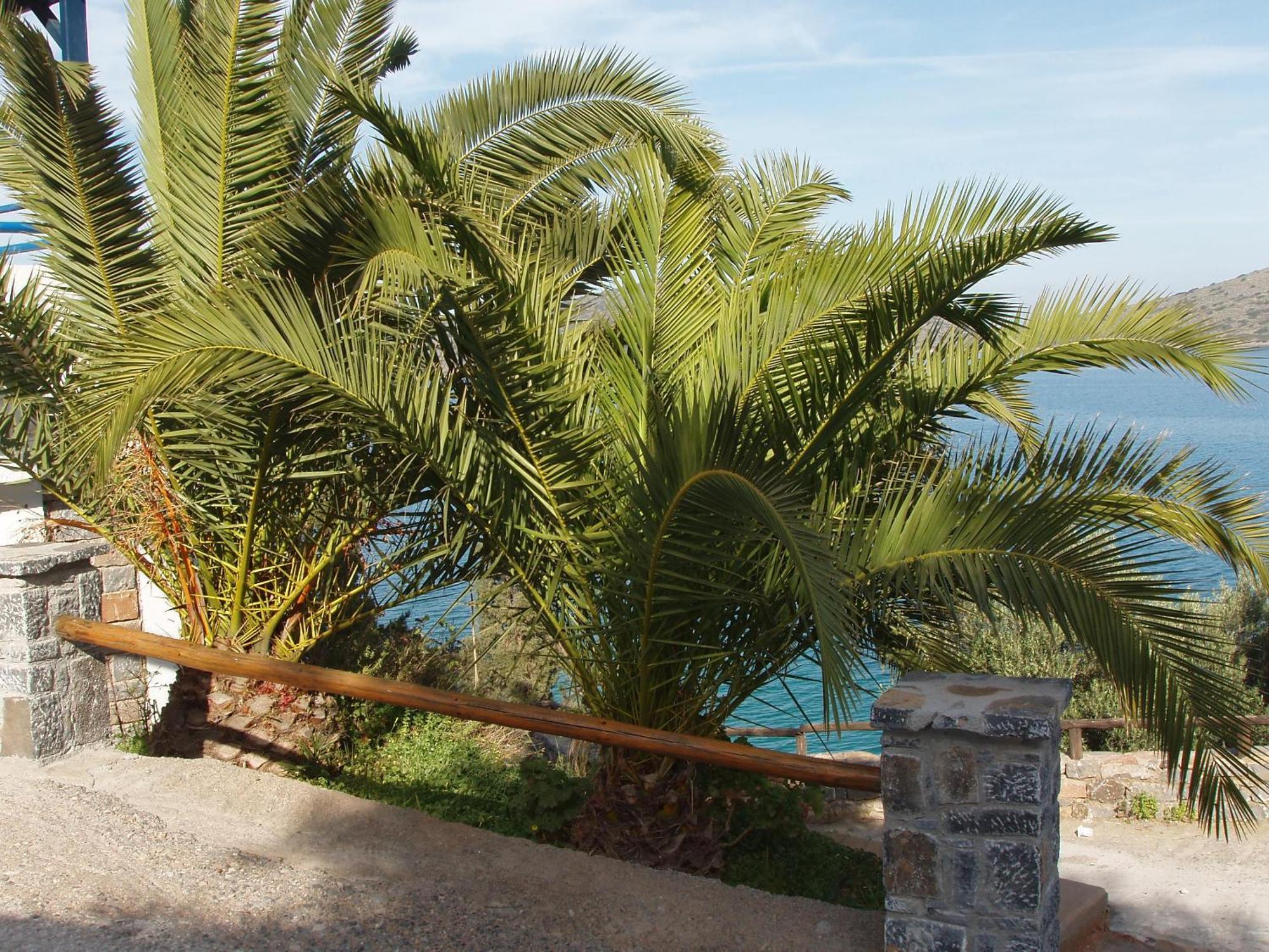 Hotel apartamentowy Kavos Bay 3*